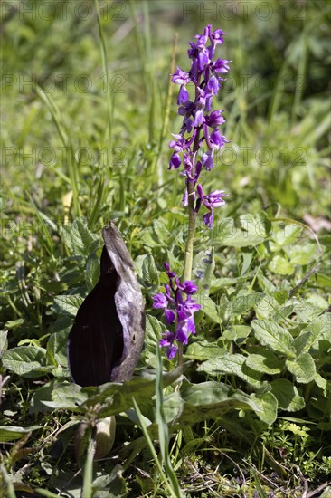 An Early Purple Orchid flowering near East Grinstead
