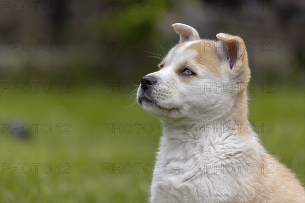 A fluffy mix of Akita and husky also call Huskita puppy with brown and white markings sits curiously in a grassy field. Its blue eyes gaze upwards, taking in its surroundings