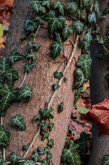 Tree overgrown with dense ivy, surrounded by autumn leaves on the ground, Jena, Thuringia, Germany, Europe