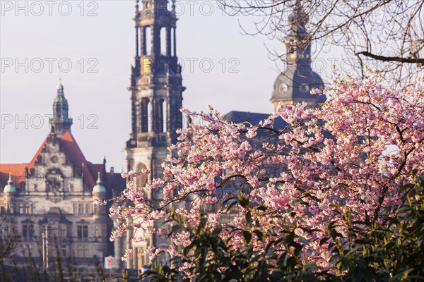 Spring on the Königsufer in Dresden