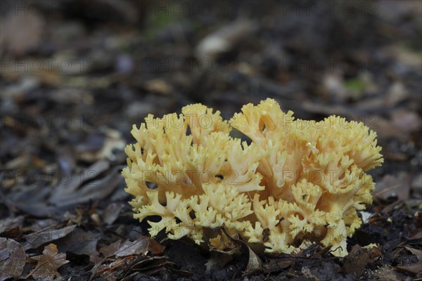 Beautiful clavaria (Ramaria formosa), filigree, branched, nature, Naurod, Wiesbaden, Taunus, Hesse, Germany, Europe