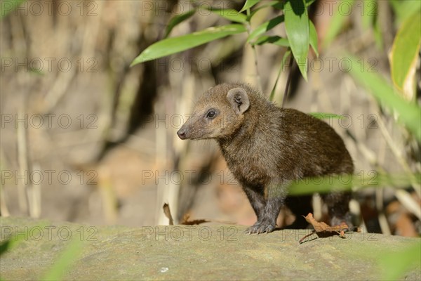 Common kusimanse (Crossarchus obscurus), juvenile, captive, occurrence in Africa