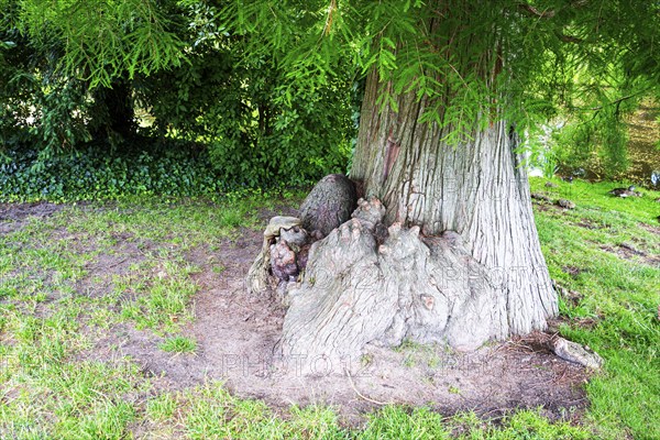 Ancestral tree trunk, palace park, Sanssouci, Potsdam, Brandenburg, Germany, Europe