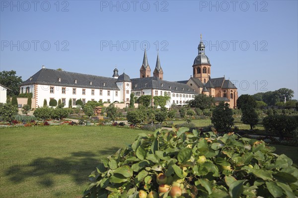Einhard Basilica of St. Marcellinus and Peter and garden with apple tree and fruit, monastery complex, convent building, Seligenstadt, Main, Hesse, Germany, Europe
