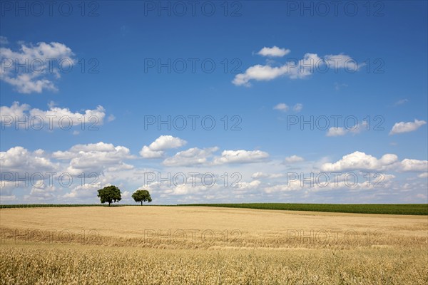 Grain field with common oat (Avena sativa), cloudy sky, Rhineland-Palatinate, Germany, Europe
