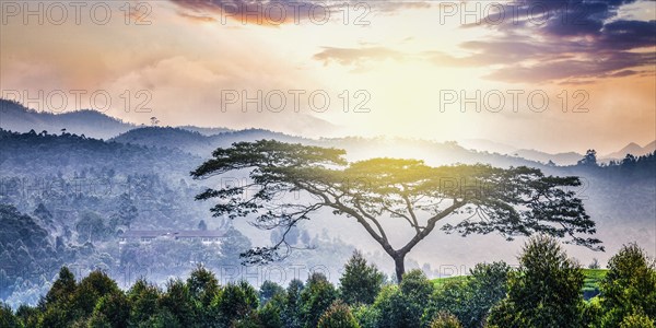Panorama of lonely tree on sunrise in hills. Kerala, India, Asia