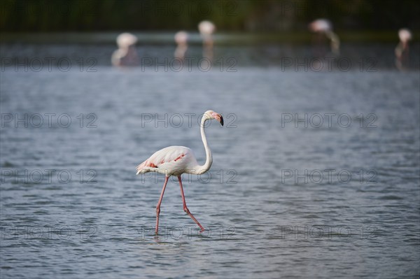 Greater Flamingo (Phoenicopterus roseus) walking in the water, Parc Naturel Regional de Camargue, France, Europe