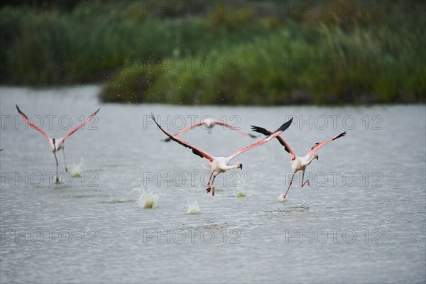 Greater Flamingos (Phoenicopterus roseus), starting from the water, Parc Naturel Regional de Camargue, France, Europe