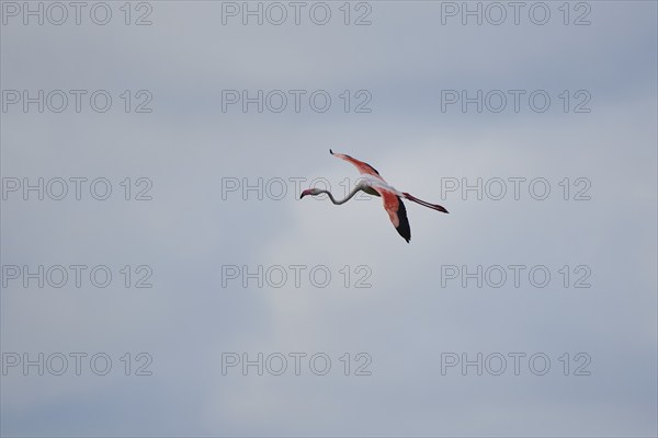 Greater Flamingo (Phoenicopterus roseus), flying in the sky, Parc Naturel Regional de Camargue, France, Europe