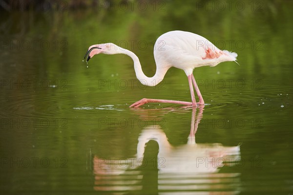 Greater Flamingo (Phoenicopterus roseus) walking in the water, Parc Naturel Regional de Camargue, France, Europe