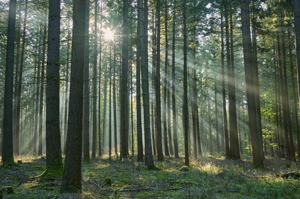Sunbeams, coniferous forest, fog, haze, morning, beeches, Odenwald, Baden-Württemberg, Germany, Europe