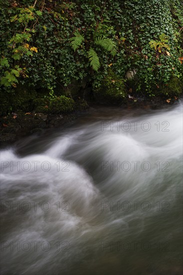 Mountain stream, Zellerache flows over moss-covered stones through the Helenental, Mondsee, Mondseeland, Salzkammergut, Upper Austria, Austria, Europe