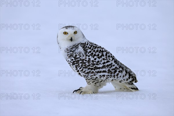 Snowy owl (Nyctea scandiaca), snowy owl, adult, alert, in the snow, foraging, in winter, Bohemian Forest, Czech Republic, Europe