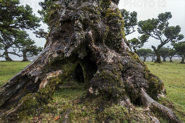 Laurel trees overgrown with moss and plants in the mist, old laurel forest (Laurisilva), stinkwood (Ocotea foetens), UNESCO World Heritage Site, Fanal, Madeira, Portugal, Europe