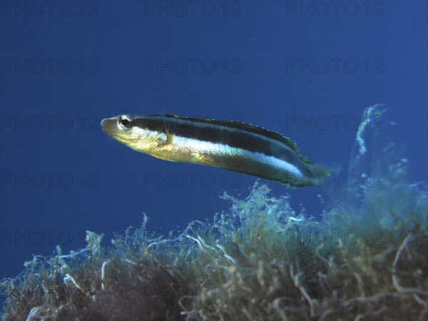 Dussumier's sabre-tooth blenny (Aspidontus dussumieri), female, dive site House Reef, Mangrove Bay, El Quesir, Red Sea, Egypt, Africa