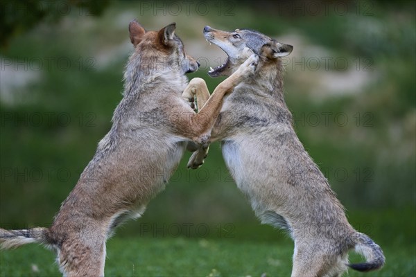 Timber Wolf (Canis lupus), two wolves fighting, cub, captive, Germany, Europe