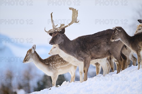 European fallow deer (Dama dama) buck with pack on a snowy meadow in the mountains in tirol, Kitzbühel, Wildpark Aurach, Austria, Europe