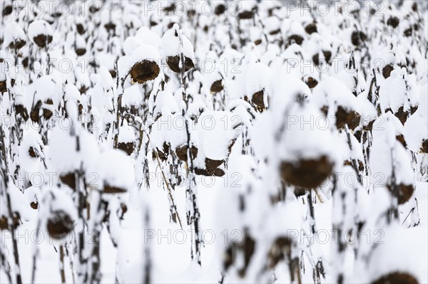 Sunflower field in the snow (Helianthus annuus), winter, Göggingen, Krauchewies, Upper Danube Nature Park, Baden-Württemberg, Germany, Europe