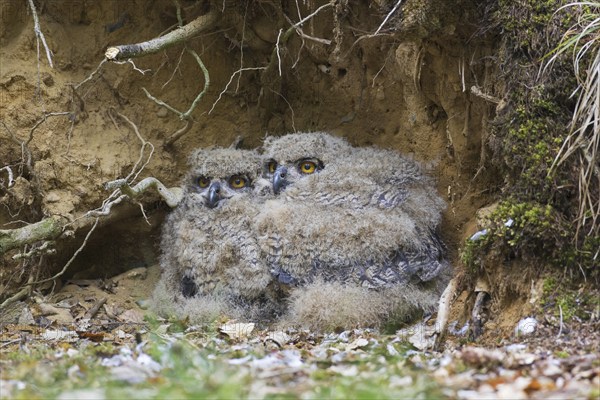 Eurasian eagle-owl (Bubo bubo), European eagle-owl two chicks in nest on the ground at base of uprooted tree in forest in spring