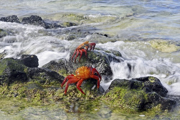 Sally lightfoot crabs (Grapsus grapsus), red rock crab, abuete negro in the surf, Las Bachas Bay on Santa Cruz island, Galápagos Islands, Ecuador, Latin America, South America