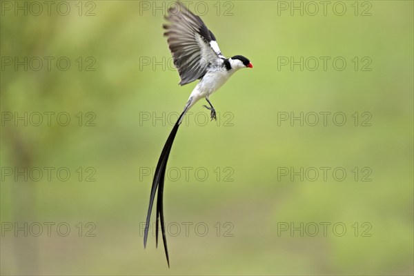 Dwarf widow, male, mating, Sabie Sand Game Reserve, pin-tailed whydah (Vidua macroura)