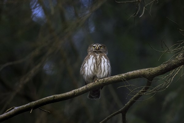 Eurasian pygmy owl (Glaucidium passerinum) (Strix passerina) perched in tree in coniferous forest at dusk