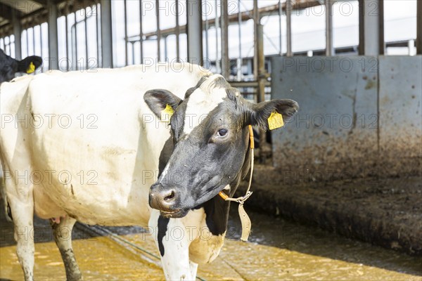 Federal Minister of Food and Agriculture, Cem Özdemir, visits Großdrebnitzer Agrarbetriebsges. mbH together with Saxony's Minister of Agriculture, Wolfram Günther