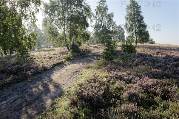 Heathland and hiking trail at the Wümmeberg during heath blossom in the Lüneburg Heath nature reserve. Niederhaverbeck, Lower Saxony, Germany, Europe