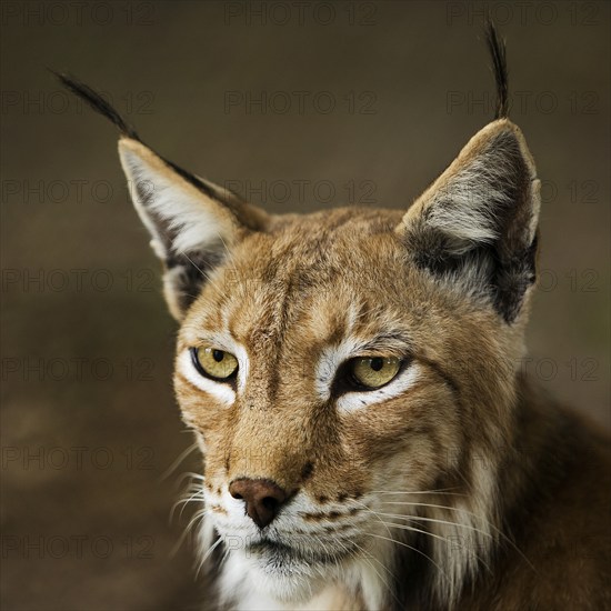 Eurasian lynx (Lynx lynx), northern lynx portrait, captive in Sababurg Zoo, Hofgeismar, Reinhardswald, Hesse, Germany, Europe