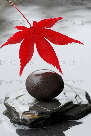 Leaf and round stone, Downy Japanese Maple (Acer japonicum) sycamore