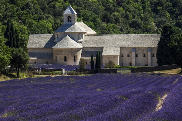 Monastery, Cistercian Abbey Abbaye Notre-Dame de Sénanque, with lavender field, Vaucluse, Provence, Provence-Alpes-Côte d'Azur, France, Europe