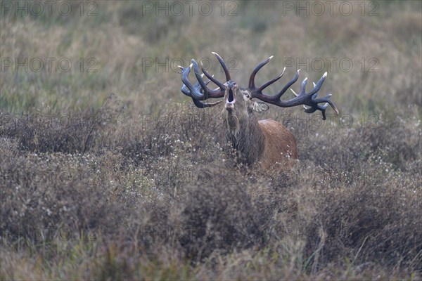Red deer (Cervus elaphus), capital stag roaring stands in a meadow, Zealand, Denmark, Europe
