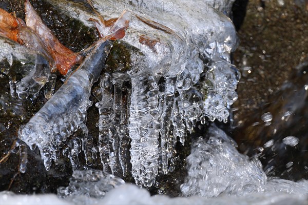 Close-up of icicles on a mountain stream, Saxon Switzerland, Elbe Sandstone Mountains, Saxony, Germany, Europe