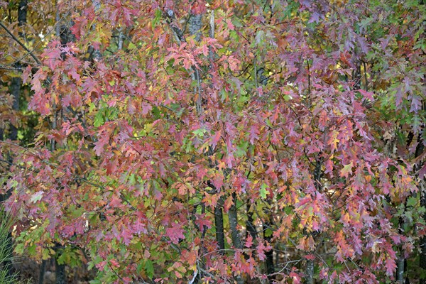 Northern red oak (Quercus rubra) with autumn colouring, Moselle, Rhineland-Palatinate, Germany, Europe