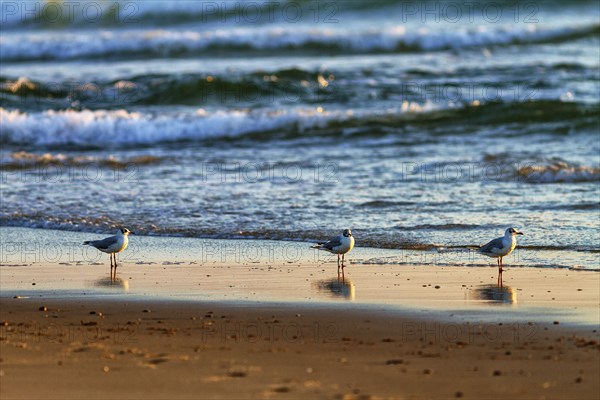 Three juvenile mediterranean gulls (Larus melanocephalus) standing side by side on the beach, evening light, Soustons Plage, Silver Coast, Côte dArgent, Atlantic Ocean, Soustons, Landes, Nouvelle-Aquitaine, France, Europe