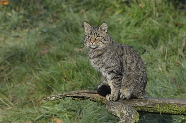 European wildcat (Felis silvestris), sitting on a tree root in a forest clearing, Rothaargebirge, North Rhine-Westphalia, Germany, Europe