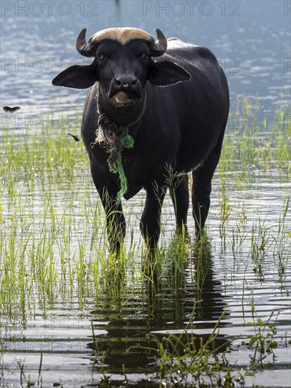 Water buffalo (Bubalus arnee) in the lake, Sri Lanka, Asia
