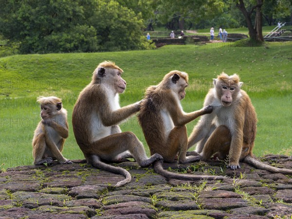 Toque macaques (Macaca sinica) group sitting together in a row, Sri Lanka, Asia