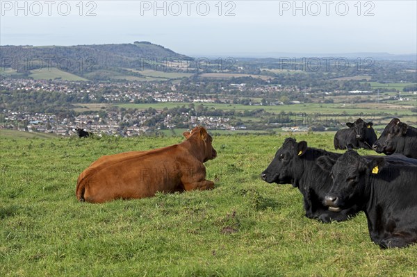 Cattle on a pasture, Truleigh Hill, Shoreham by Sea, South Downs, West Sussex, England, Great Britain