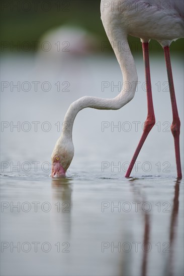 Greater Flamingo (Phoenicopterus roseus) standing in the water, portrait, Parc Naturel Regional de Camargue, France, Europe