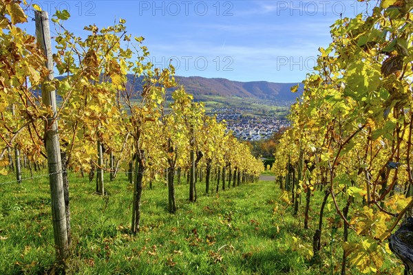 Autumn vineyard landscape on the Swabian Alb in the vineyards of Metzingen, Baden-Württemberg, Germany, Europe