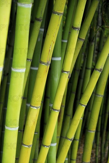 Bamboo, bamboo trunks, bamboo canes, bamboo stalks