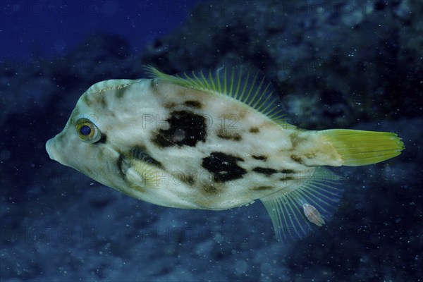 Brown filefish (Stephanolepis hispidus), Pasito Blanco reef dive site, Arguineguin, Gran Canaria, Spain, Atlantic Ocean, Europe