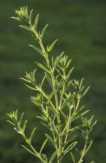 Summer savory (Satureja hortensis)