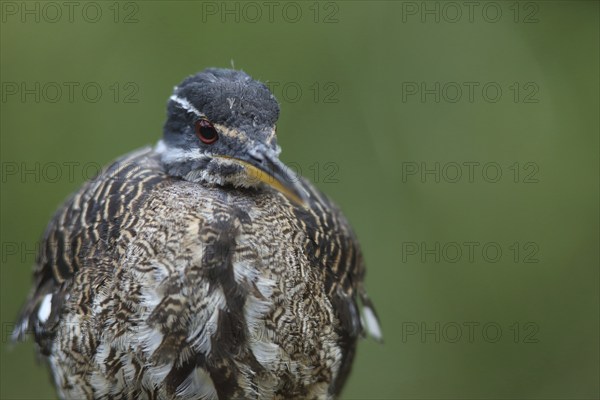 Portrait of a sunbittern (Eurypyga helias), captive