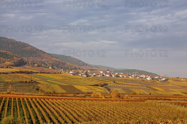 View over colourful vineyards to the wine village of Weyher, autumn, Southern Palatinate, Palatinate, Rhineland-Palatinate, Germany, Europe