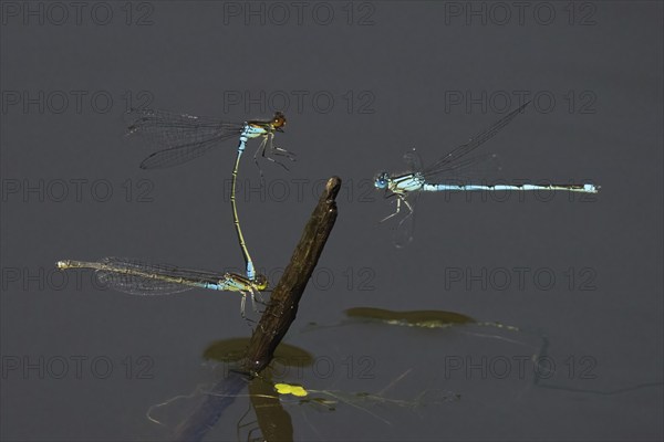 Small red-eyed damselfly (Erythromma viridulum), male and female on deadwood, Cupwinged Dragonfly (Erythromma lindenii) approaching, Hesse, Germany, Europe