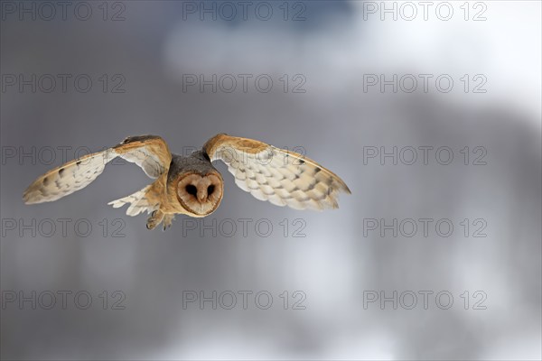 Central European barn owl (Tyto alba guttata), adult, flying, in winter, in snow, Bohemian Forest, Czech Republic, Europe