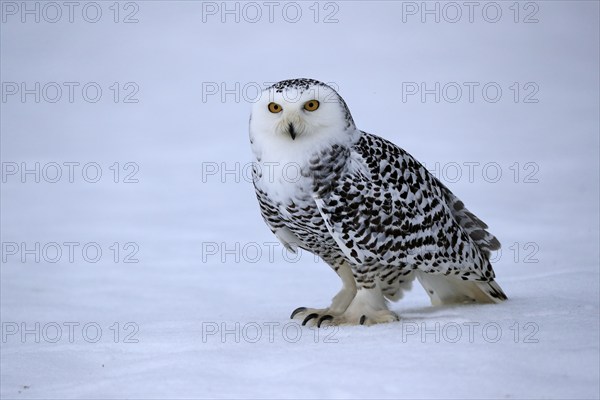 Snowy owl (Nyctea scandiaca), snowy owl, adult, alert, in the snow, foraging, in winter, Bohemian Forest, Czech Republic, Europe