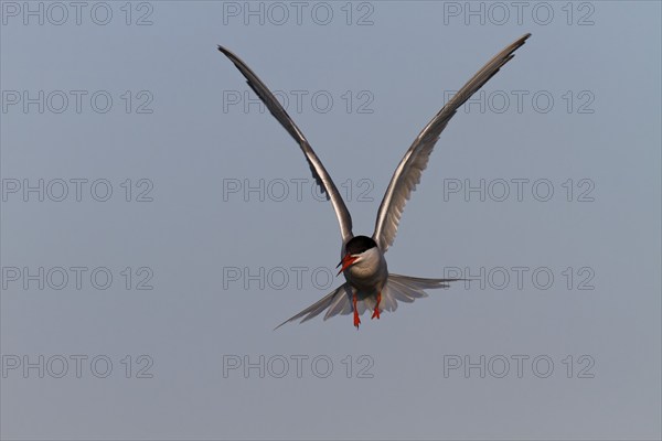 Common Tern (Sterna hirundo), flight study, animal in flight, Lower Saxon Wadden Sea National Park, East Frisian Islands, Lower Saxony, Germany, Europe